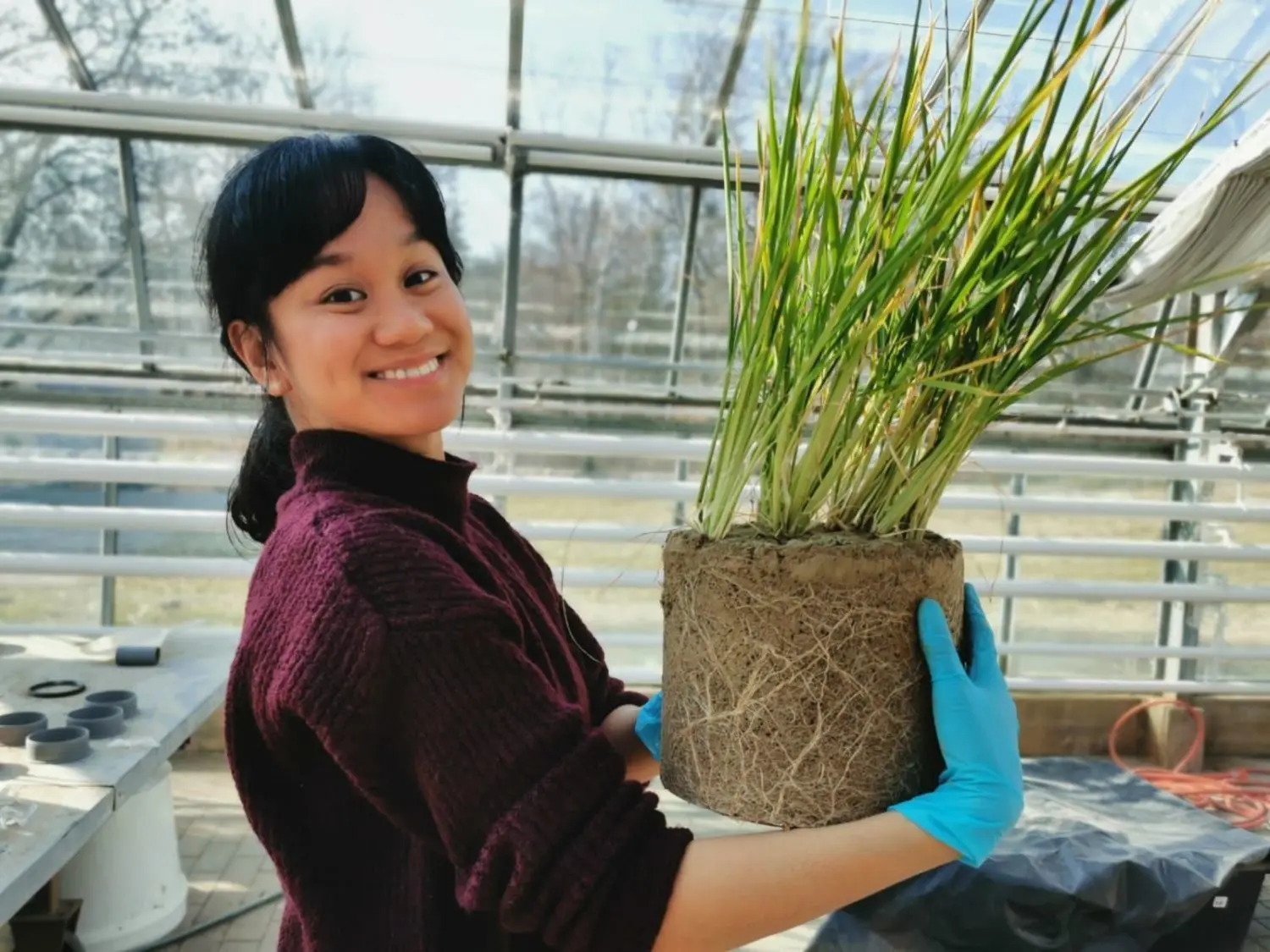 Ananaspflanzen in Müncheberg: Reena Macagga kommt von den Philippinen. Sie kultiviert im Zentrum für Agrarlandschaftsforschung Müncheberg Ananas.