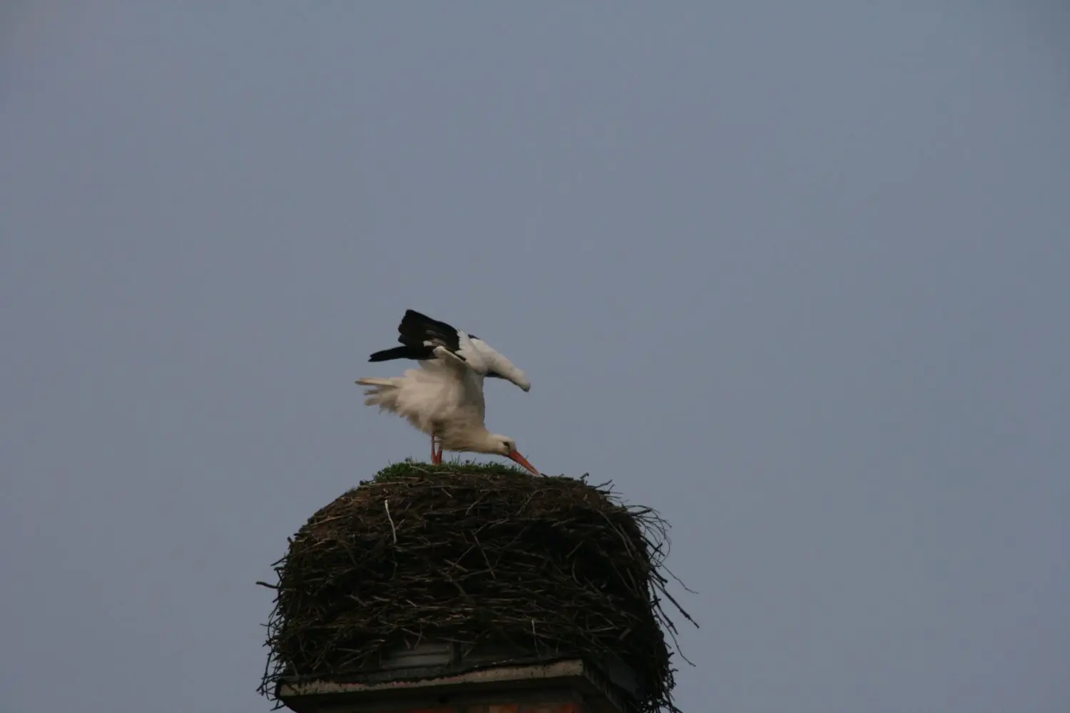 Reparaturarbeiten: Das schwer Nest muss zunächst ausgebessert werden.