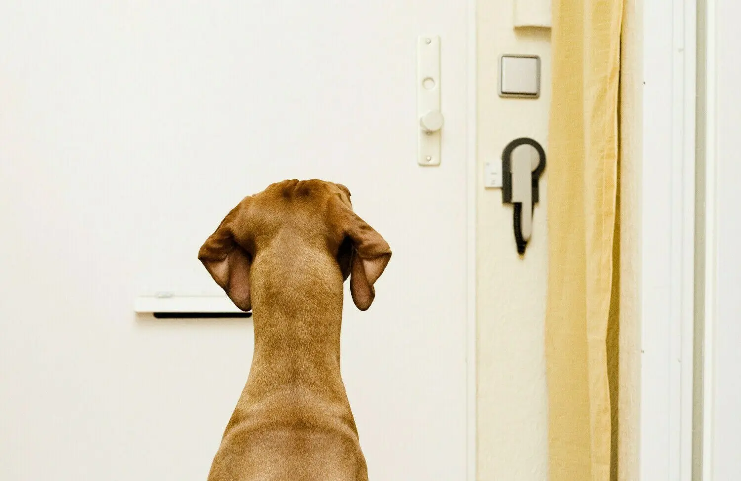 Allein zu Hause: Viele Hunde sind tagsüber oft komplett allein in der Wohnung – stundenlang (Symbolbild). Das wird auch Vermietern in Eisenhüttenstadt gemeldet.