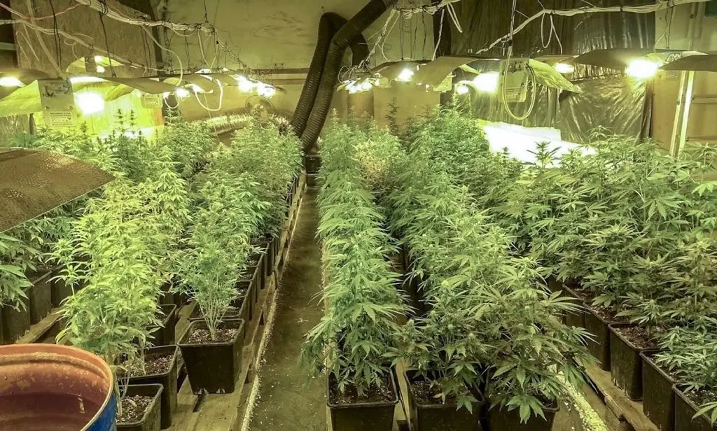 Professionell ausgestattet: Die illegale Cannabis-Plantage.
