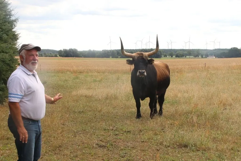 Auf Abstand: Frank Ehlert, stellvertretender Leiter des Tierheims Ladeburg, besucht das Heckrind Alfons auf dem Gnadenhof.