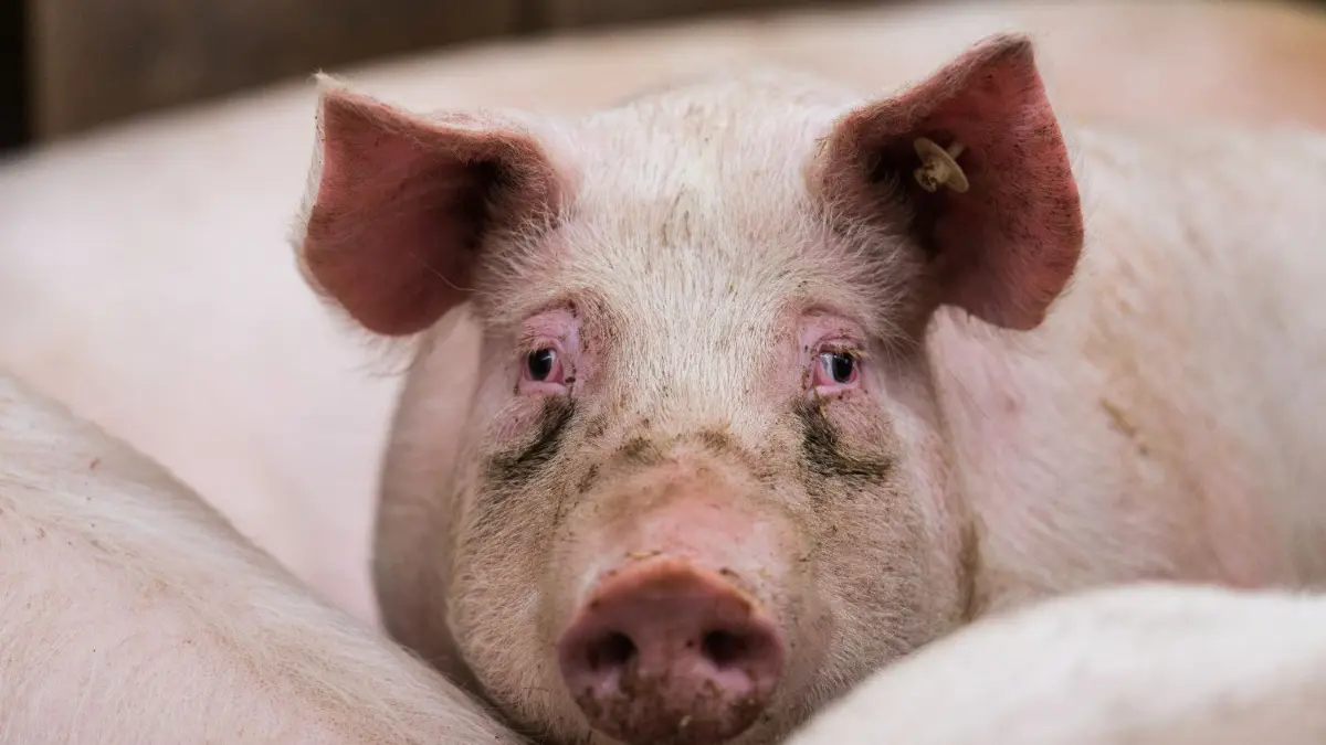 Ein Mastschwein steht in seinem Stall. Vor anderthalb Jahren konnten Schweinemäster noch gute Preise für ihre Tiere erzielen. Dann erreichte die Afrikanische Schweinepest auch Deutschland, und die Folgen der Gastro-Schließungen in der Corona-Zeit kamen hinzu.
ARCHIV - 01.03.2017, Rheinland-Pfalz, Bodenheim: Ein Mastschwein steht in seinem Stall. Vor anderthalb Jahren konnten Schweinemäster noch gute Preise für ihre Tiere erzielen. Dann erreichte die Afrikanische Schweinepest auch Deutschland, und die Folgen der Gastro-Schließungen in der Corona-Zeit kamen hinzu. (zu dpa «Afrikanische Schweinepest und Corona - Bauern spüren den Preisdruck») Foto: Andreas Arnold/dpa +++ dpa-Bildfunk +++