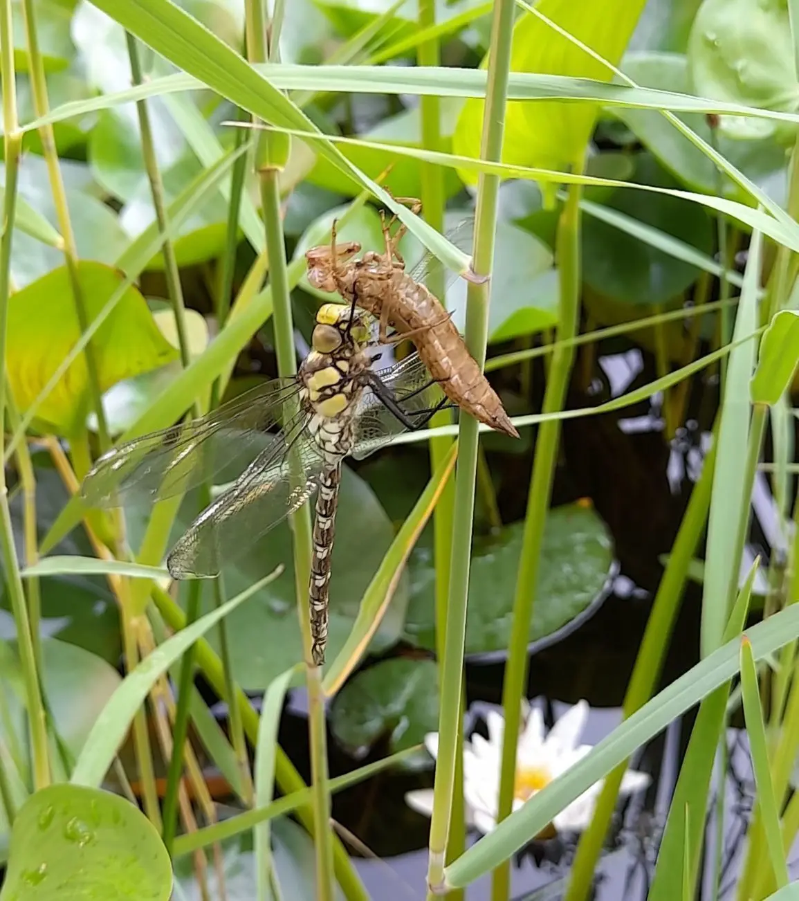 Anpassungsfähig? Vom Klimawandel profitieren Libellenarten, die Wärme lieben. Andere Libellenarten sind auf Feuchtgebiete angewiesen. Ihnen macht der Klimawandel das Leben schwerer. Diese Libelle ist frisch geschlüpft.