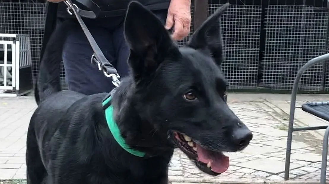 Cassi wurde Ende August verlassen vor einem Supermarkt in Eisenhüttenstadt gefunden. Nun ist der Weg zur Vermittlung frei.
