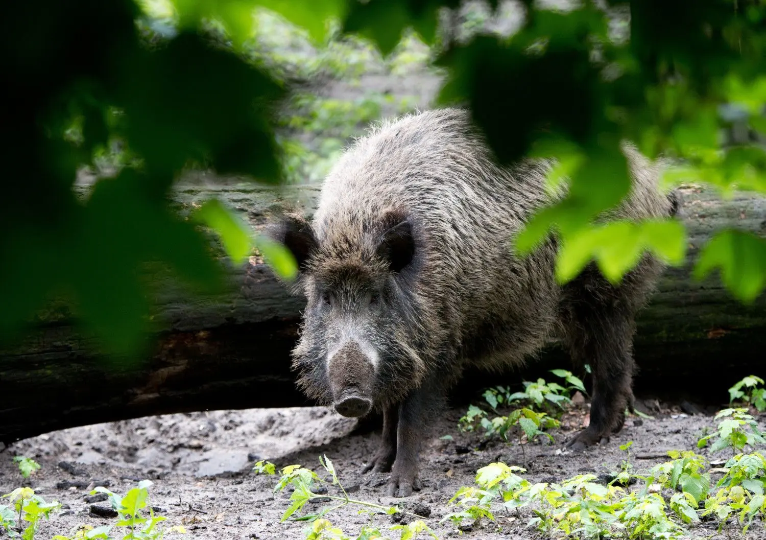 Die gesamte Wildschwein-Population wird jetzt bundesweit verstärkt bejagt.