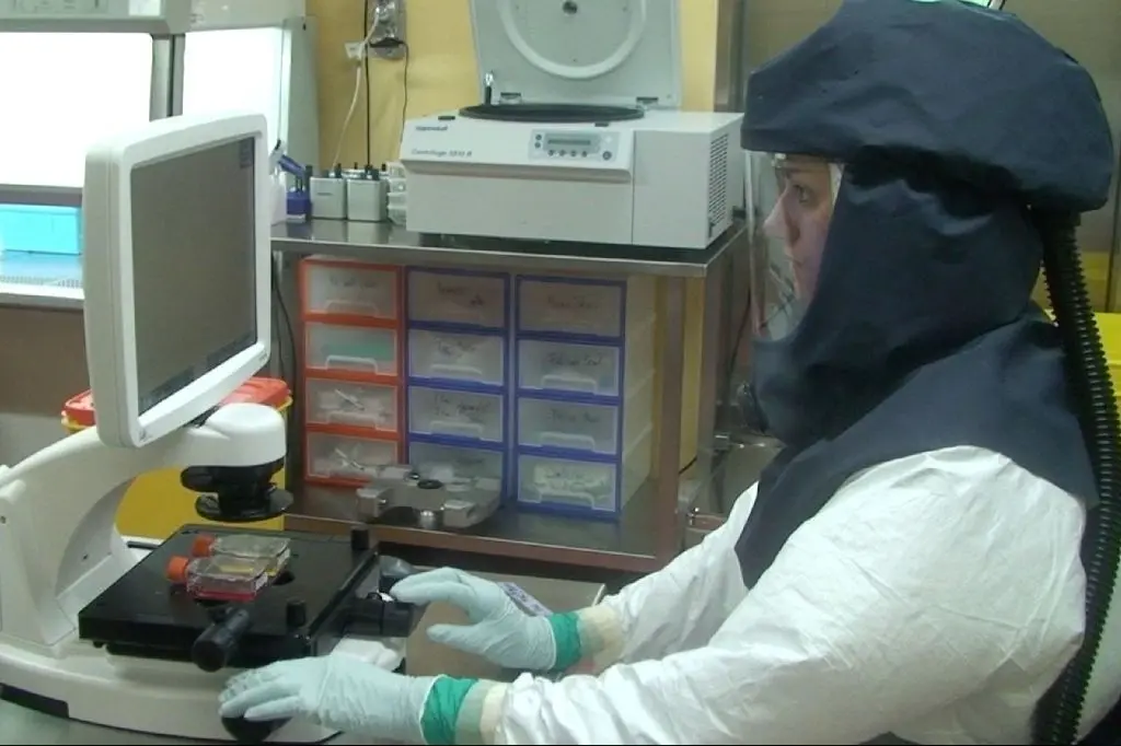 Arbeit mit dem Berner Coronavirus-Klon im Hochsicherheitslabor.