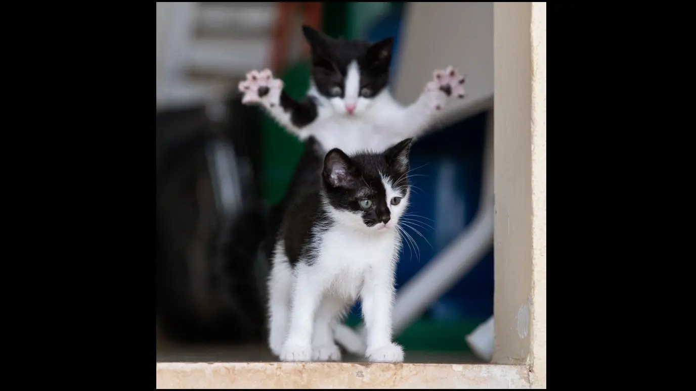 Gesamtsieg: Das Foto von Michel Zoghzogh aus Beirut im Libanon trägt den Titel „Ein lebensveränderndes Ereignis“. Alex und Max sind zwei gerettete Kätzchen.