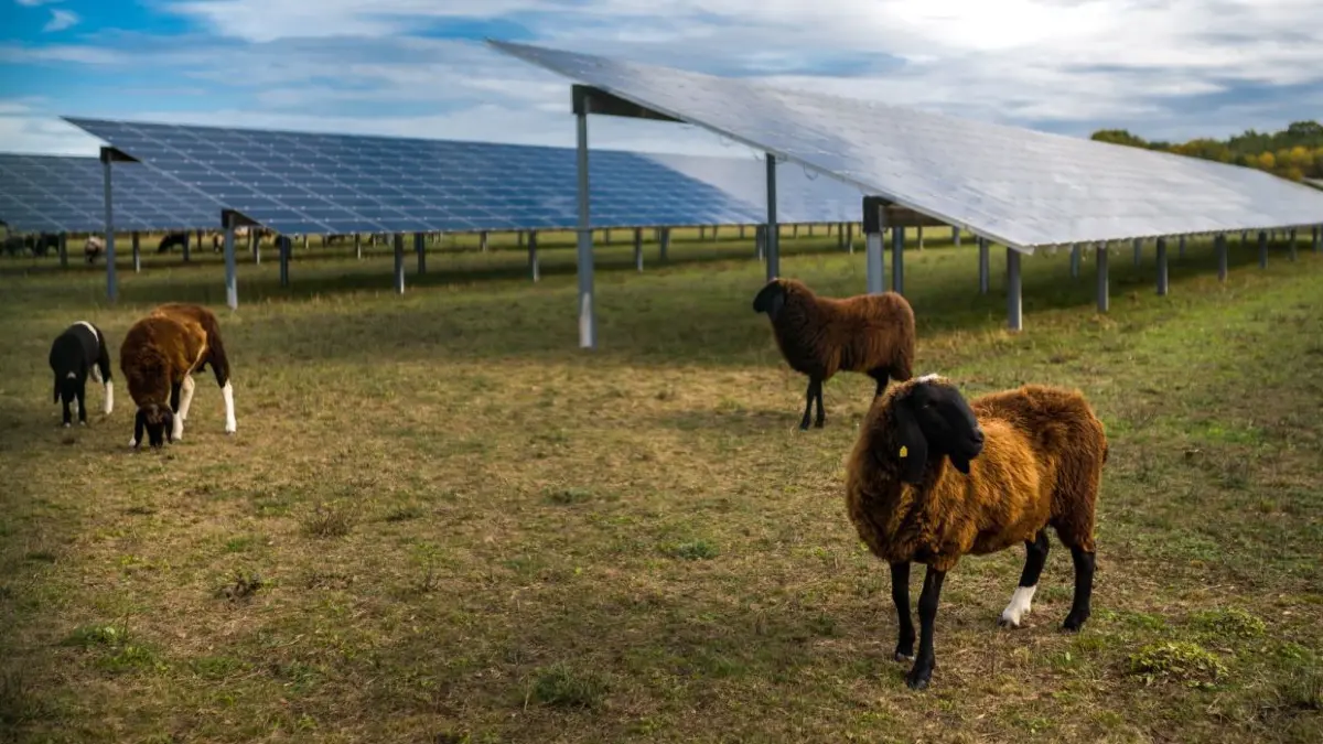 Je nach Höhe und Abständen der Reihen von Solarparks ist beispielsweise auch eine Unterweidung durch Schafe möglich wie in dem der Kreisstadt Beeskow. (Archivbild)
17.10.2019 Beeskow, Charlottenhof, Diese Feld mit Photovoltaikanlage wird von Schafen freigehalten.