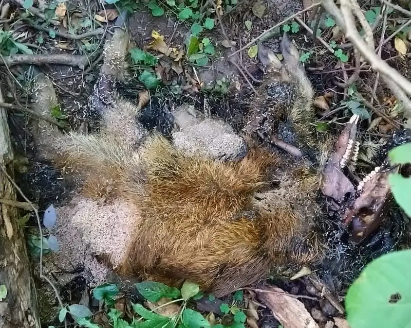 Entdeckt: Joachim Werner wohnt in Kummro und hat diesen Wildschweinkadaver hinter dem Zaun seines Grundstücks fotografiert.