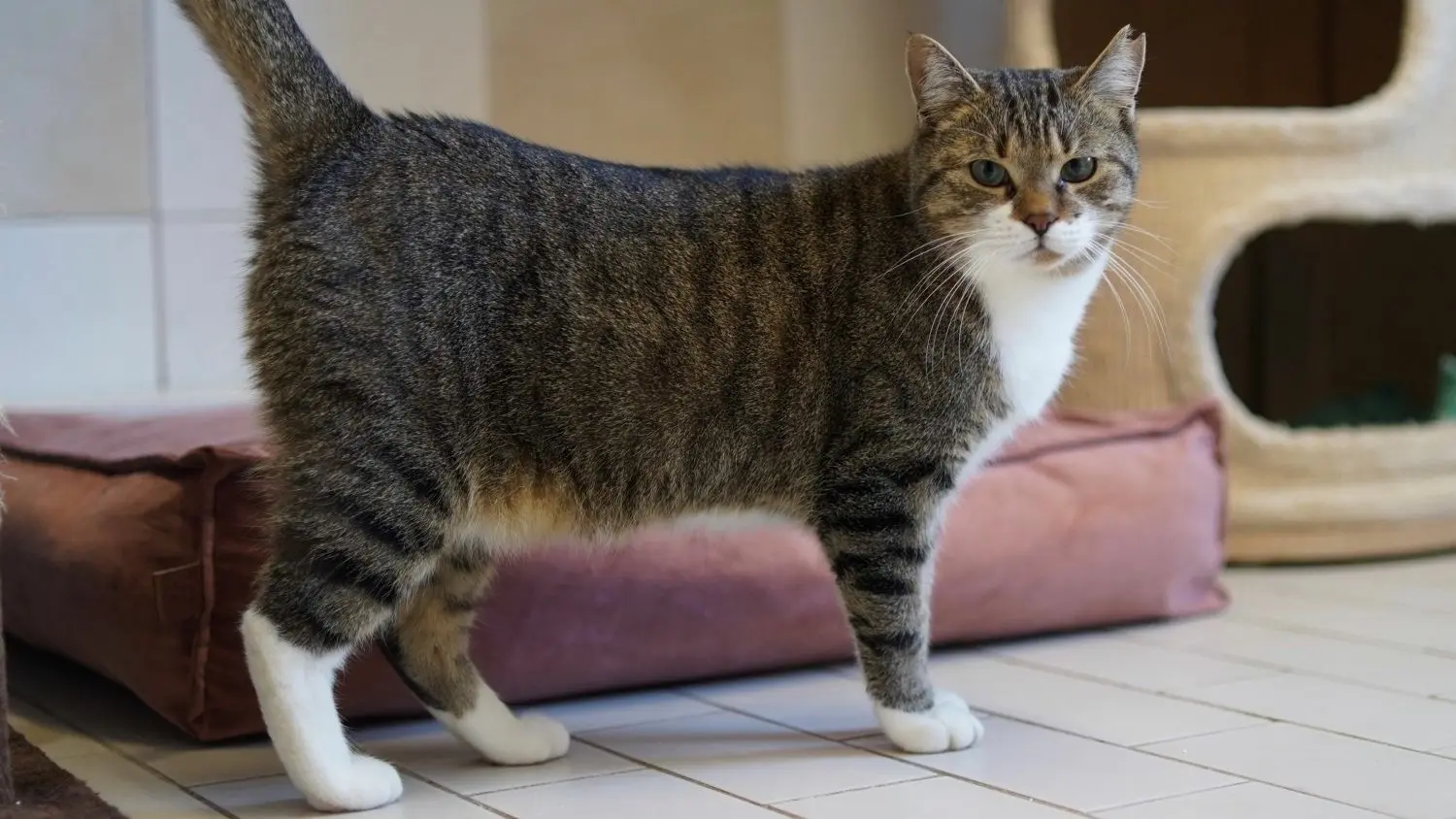 Kater Danny lebte zusammen mit 15 seiner Artgenossen in einer Gartenanlage. Als ihr Besitzer starb,  kamen die Tierschützer zur Hilfe.