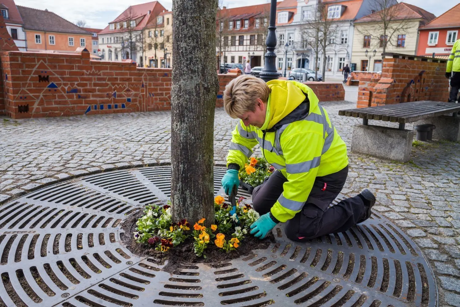 Bunte Farbtupfer tun der Seele gut. In Beeskow wurden deshalb in diesem Jahr auch die Baumscheiben bepflanzt. Diese Baumscheibe hat Stiefmütterchen bekommen. Britta Zimmer von der Firma Oppitz aus Beeskow pflanzt die Blümchen ein.