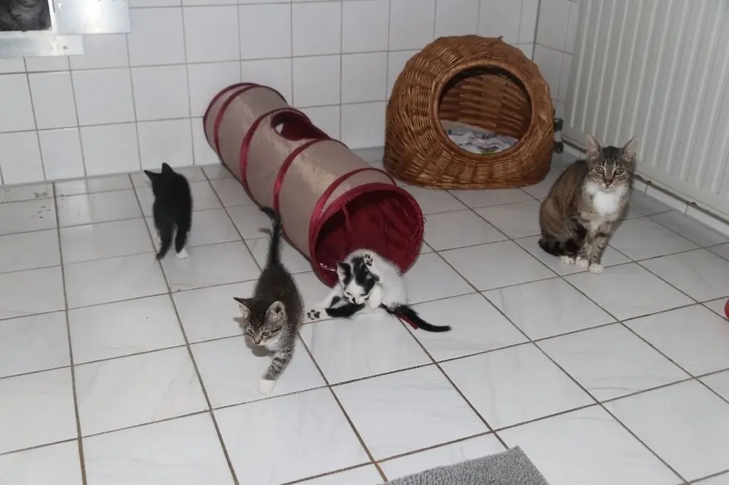 Auf Samtpfoten: Insgesamt 19 Katzen leben derzeit im Tierheim und suchen ein neues Zuhause. Unter ihnen sind viele Jungkatzen. Ob getigert, schwarz oder schwarz-weiß gescheckt – für jeden Tierfreund ist etwas dabei.