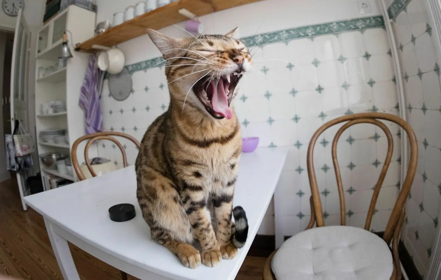 Eine Katze gähnt auf dem Küchentisch einer Wohnung (Symbolbild).