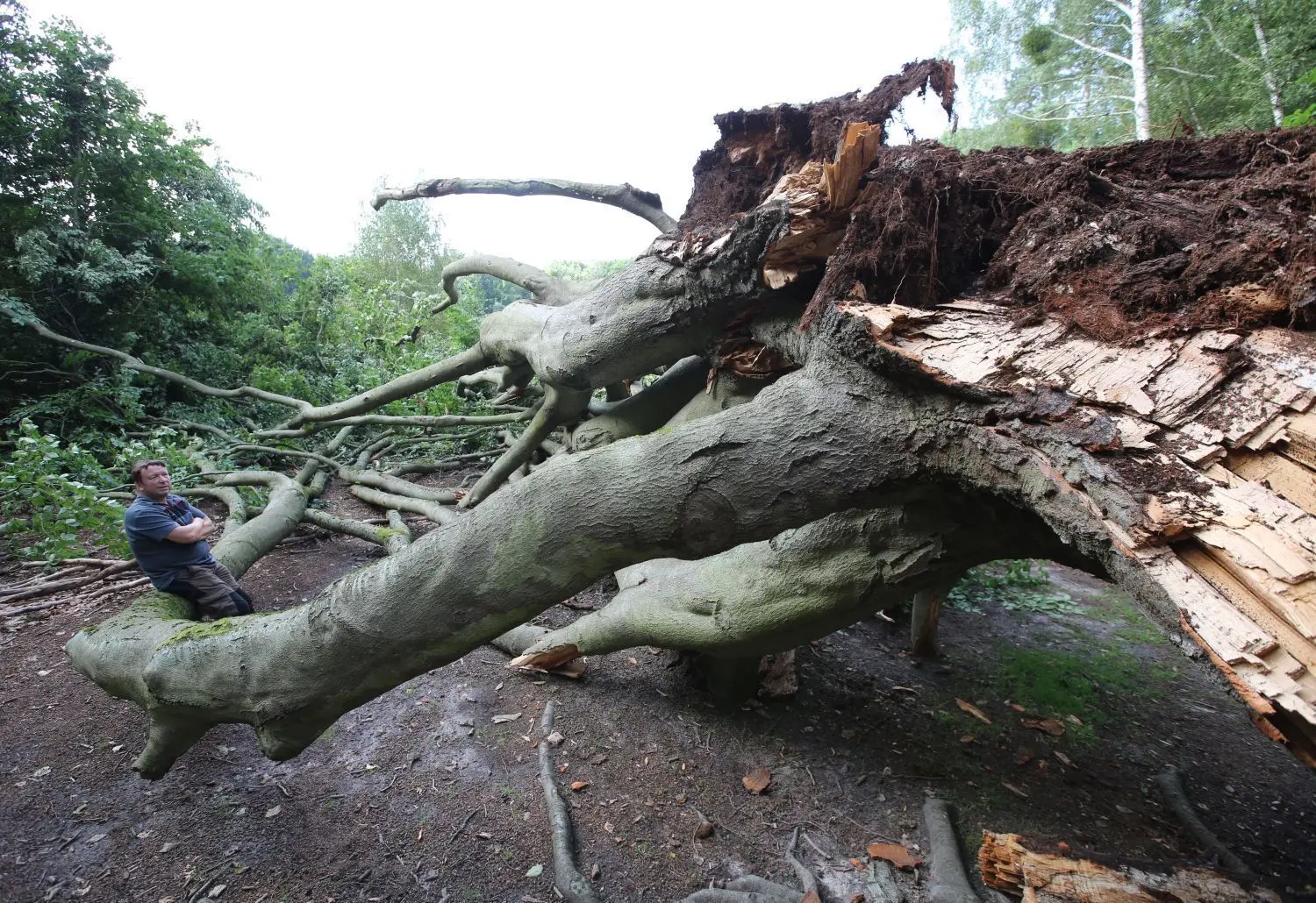 Naturgewalt zum Anfassen: Oberförster Michael Schmiedel steht im Revier Eichheide an der zerbrochenen Silke-Buche in der Schorfheide.