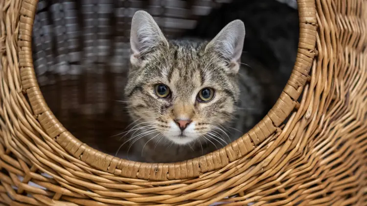 Katze In Gartenanlage gefunden Kater Anton wartet im Tierheim