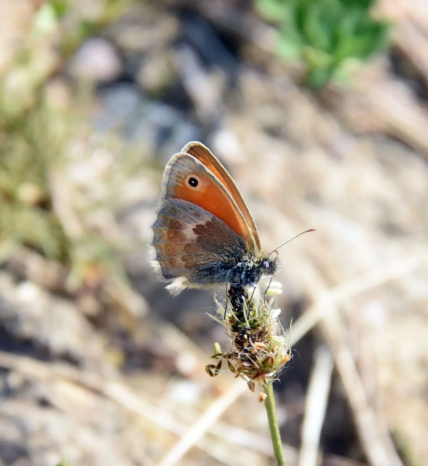 Wiesenvögelchen: Schmetterlingswiesen locken die Arten an.
