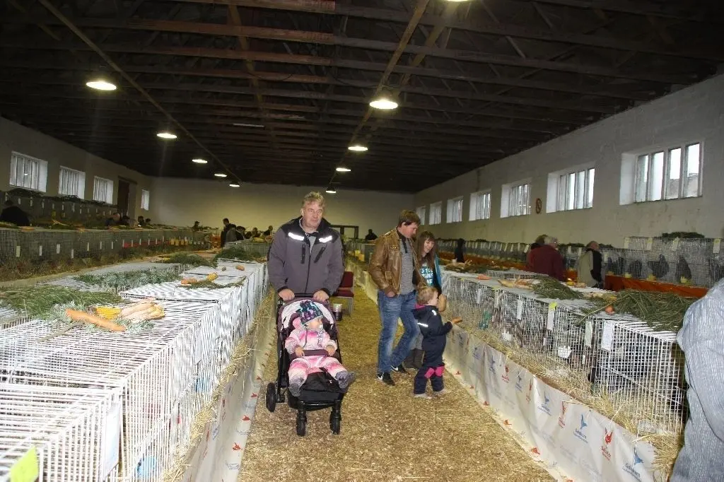Familienausflug: Die Ausstellung der beiden Angermünder Zuchtvereine für Rassekaninchen und Rassegeflügel zog am Wochenende viele Besucher, vor allem auch Familien mit Kindern an.