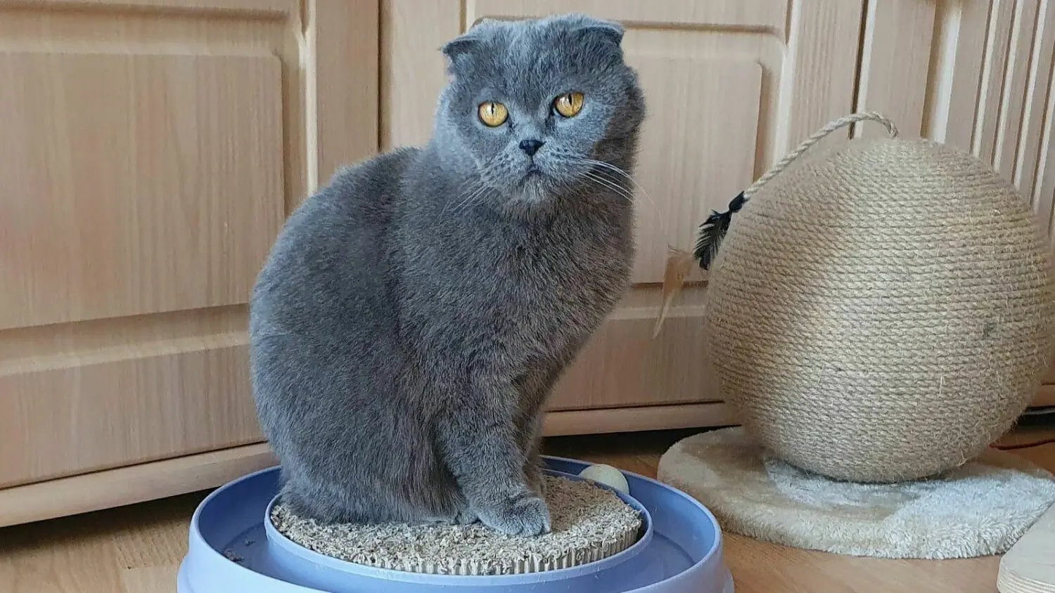Katty ist neun Jahre alt. Sie ist eine Wohnungskatze und stammt aus der Ukraine. Ihre Besitzerin kam verletzt in Notaufnahme. Mitarbeiter des Tierheimes holten Katty aus der Notaufnahme ab. Sie wurde zur Vermittlung freigegeben.