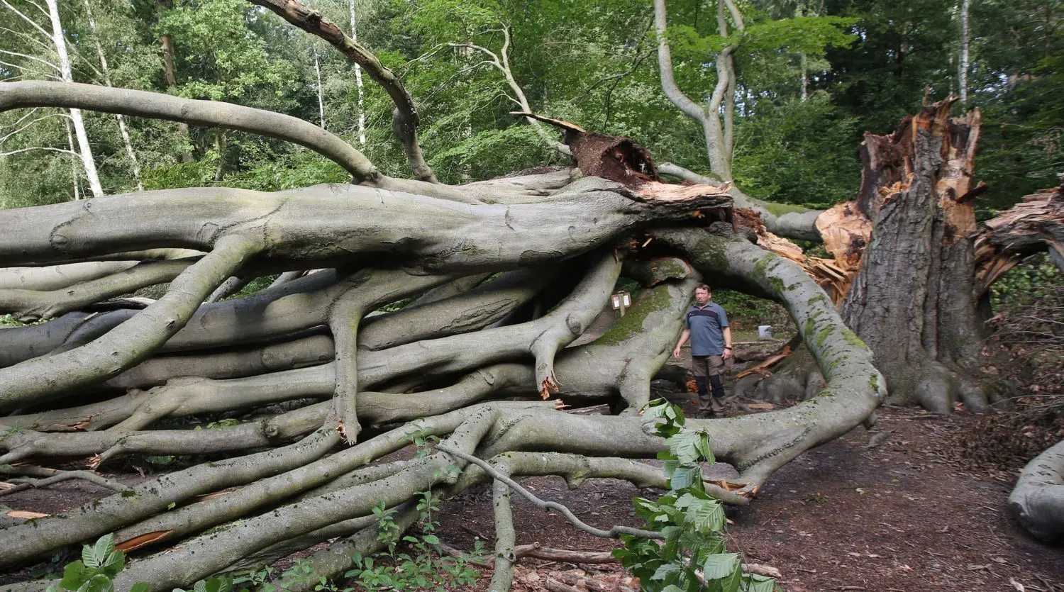 Oberförster Michael Schmiedel an der zerbrochenen Silkebuche in der Schorfheide am 2.09.2021