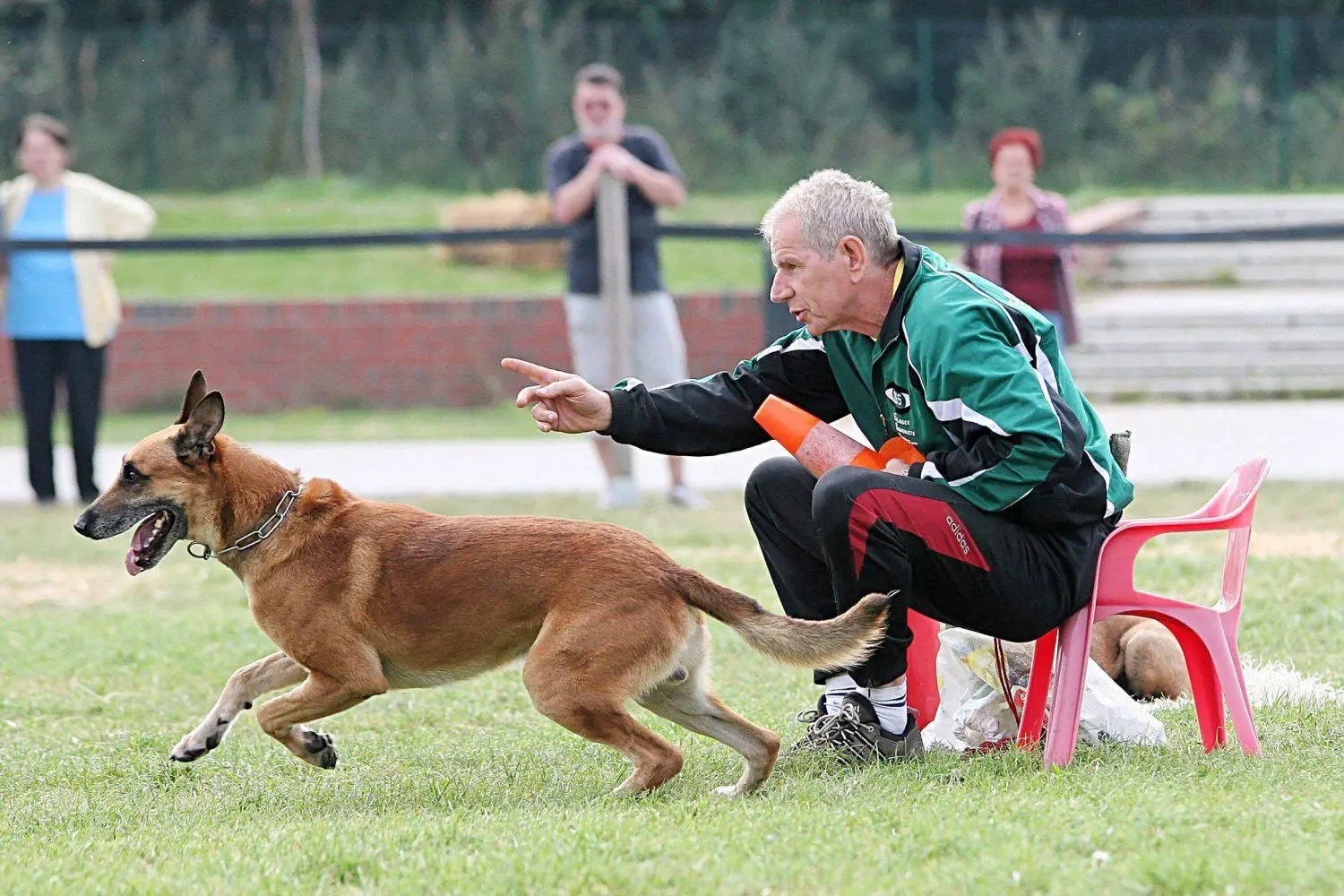Auf der Festwiese gab es auch Hundeshows.