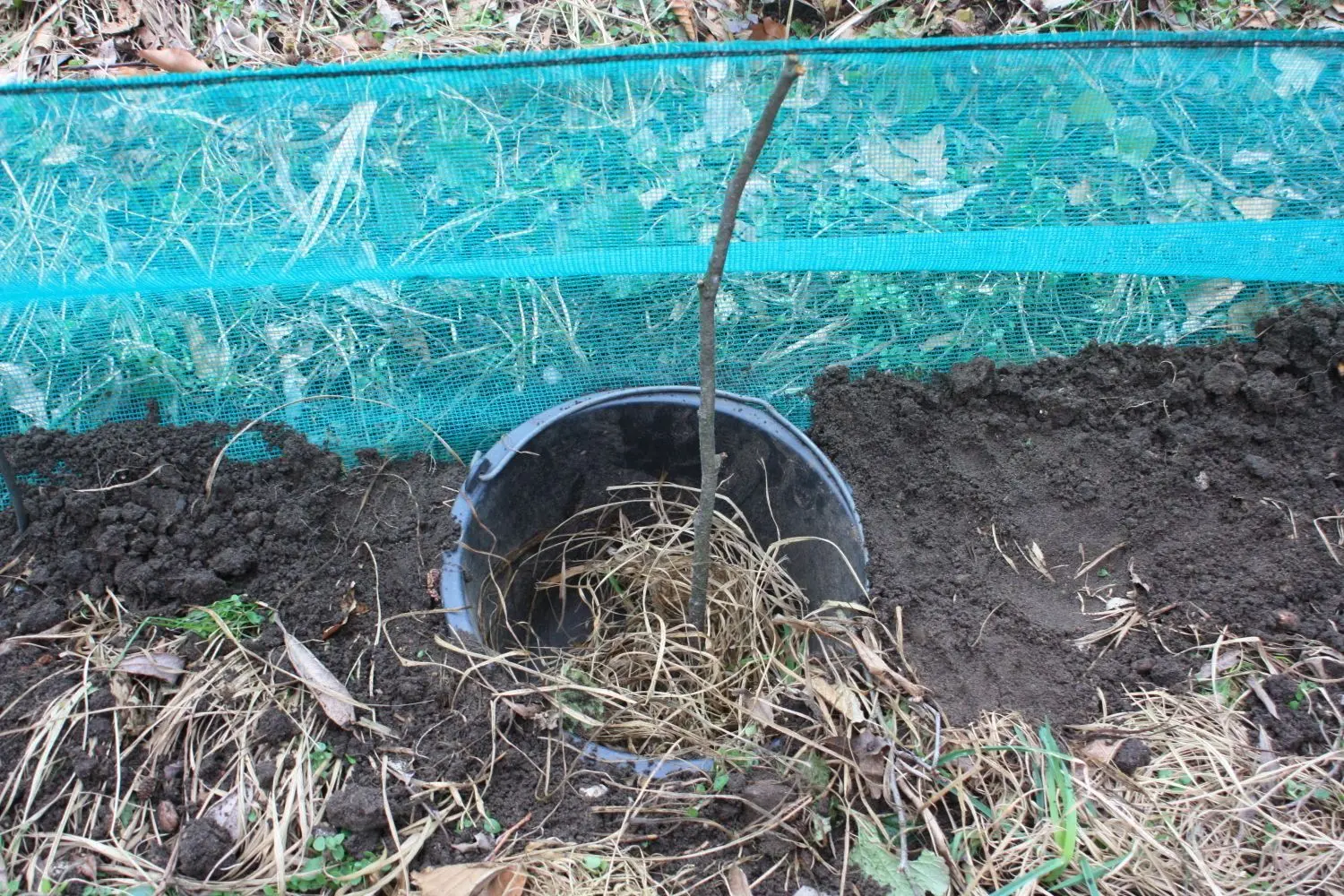 In Abständen werden Eimer in die Erde gebracht, mit Gras und Stöcken ausgestattet. Hineingestürzte Mäuse oder Käfer finden so einen Ausweg.