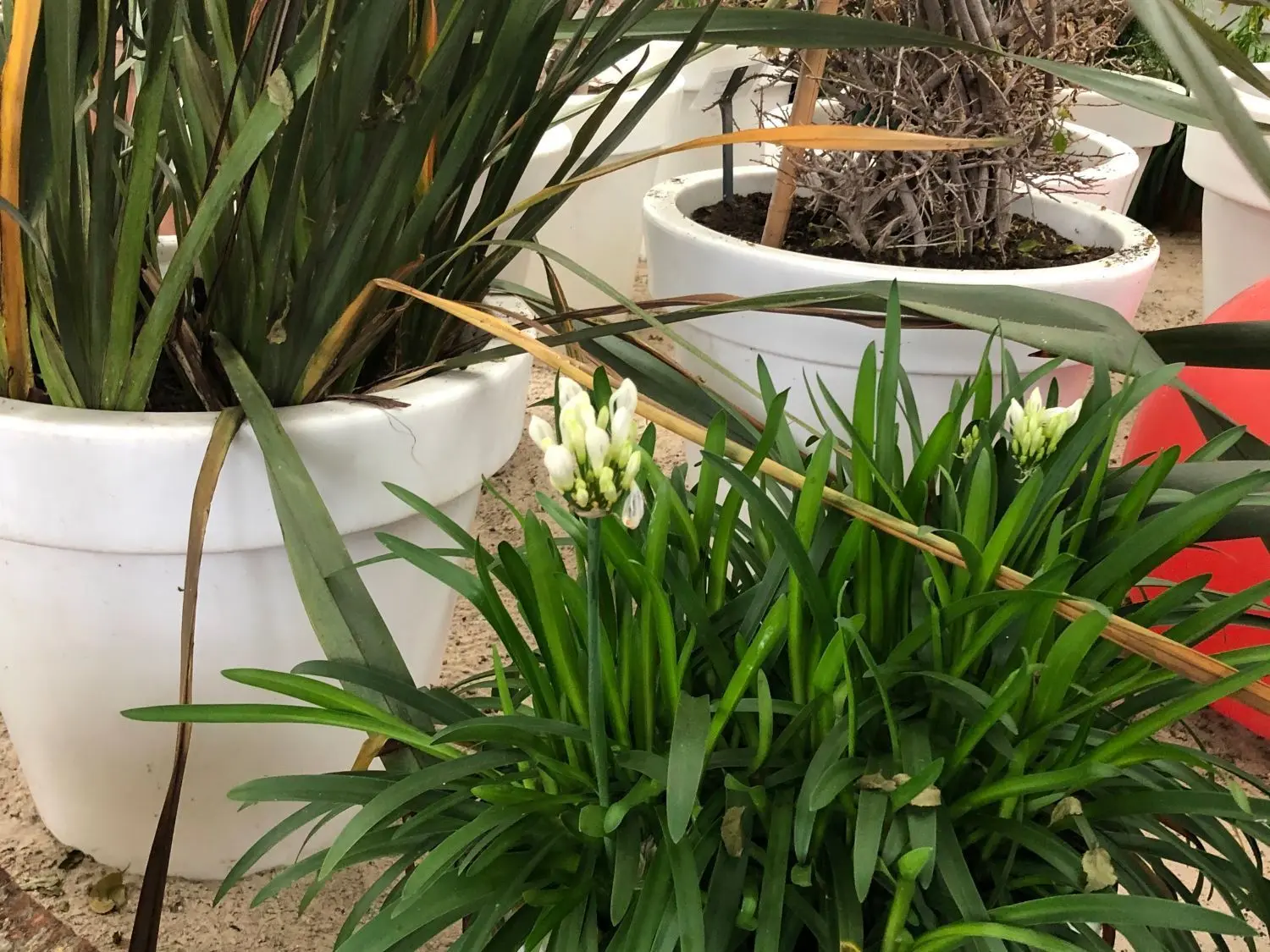 Vereinzelt sind in der Halle sogar Blüten zu entdecken.