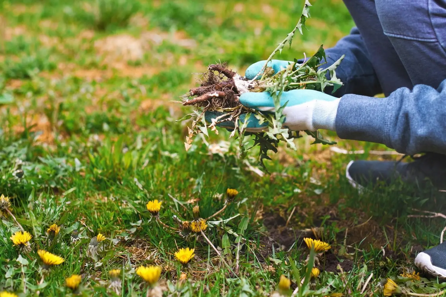 Wer Unkräuter wie Löwenzahn aus dem Rasen entfernen will, sollte dazu ein langes Messer oder einen Unkrautstecher verwenden, um alles Wurzelmaterial zu entfernen.
