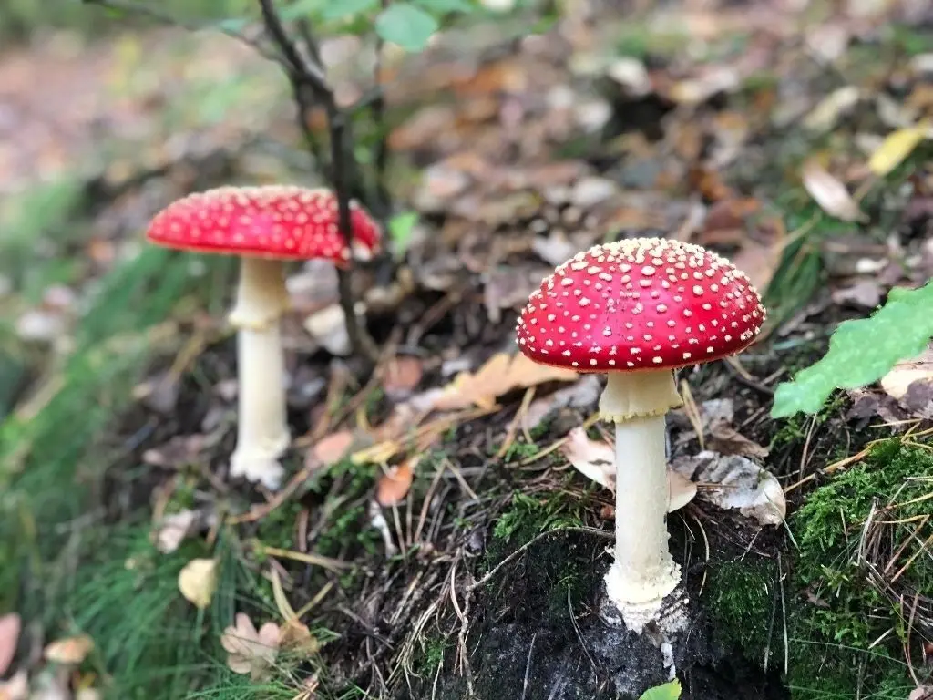 Sehen schön aus, sind zum Verzehr aber nicht geeignet: Fliegenpilze sind giftig.