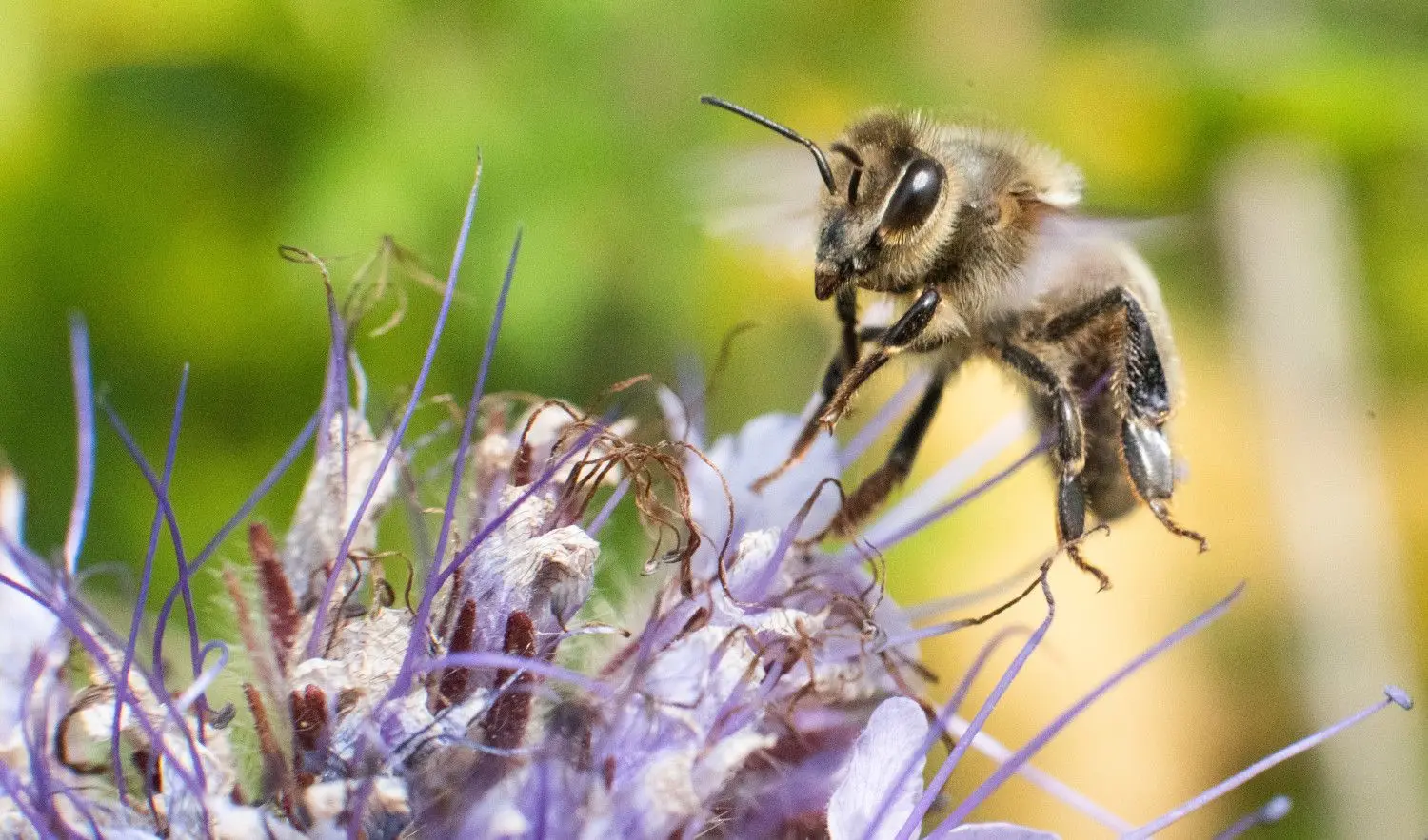 Naturschützer aus Brandenburg setzen sich für den Erhalt der über 550 in Deutschland beheimateten Wildbienenarten ein. Wie gehen sie dabei vor?
