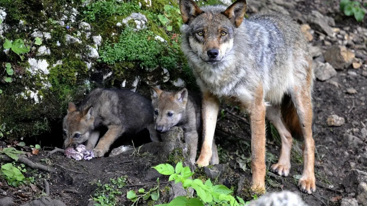 Diese Wölfin mit ihren Welpen wurde in einem Naturpark in der Schweiz fotografiert. Wolfsnachwuchs soll es nun erstmals seit Generationen auch in Baden-Württemberg geben.
ARCHIV - Zwei Wolfsjunge frssen neben ihrem Muttertier im schweizerischen Naturpark Juraparc bei Mont-d'Orzeires nahe Vallorbe Fleisch (Archivfoto vom 09.07.2009). Der Wolf soll in der Schweiz nicht geduldet werden - wenn er sich artgerecht verhält. Die große Kammer des Schweizer Parlaments sprach sich am Donnerstag (30.09.2010) mit Mehrheit dafür aus, dass das Raubtier wieder zum Abschuss freigegeben werden kann. Foto: EPA/DOMINIC FAVRE +++(c) dpa - Bildfunk+++ |
