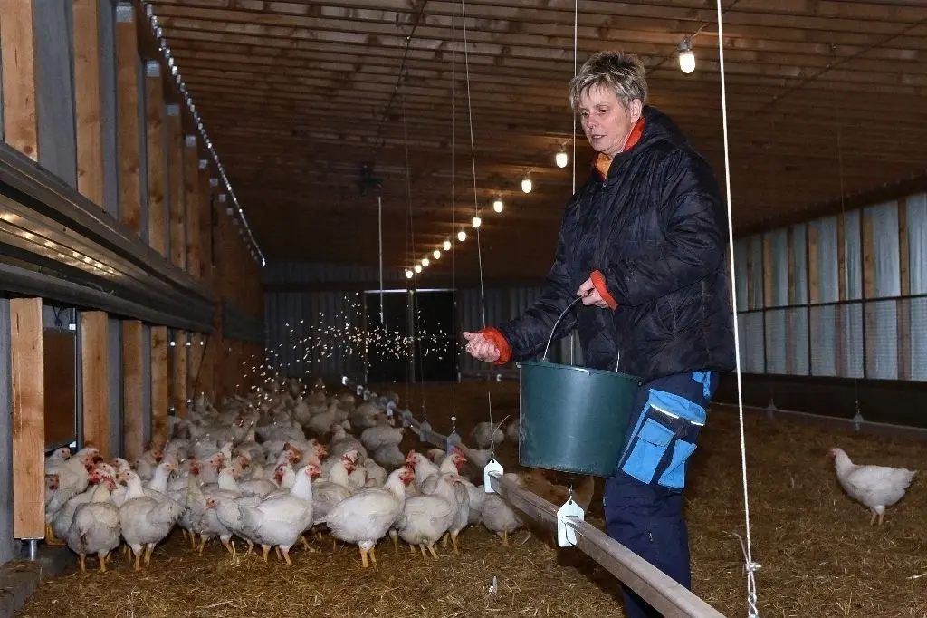 Futter aus der Hand: Elke Hamann streut Weizenkörner im FairMast-Stall in Sachsendorf (Märkisch-Oderland). Hier werden Hähnchen und Hennen 56 Tage lang gemästet. Üblich sind in konventionellen Betrieben sonst bis zu 38 Tage.
