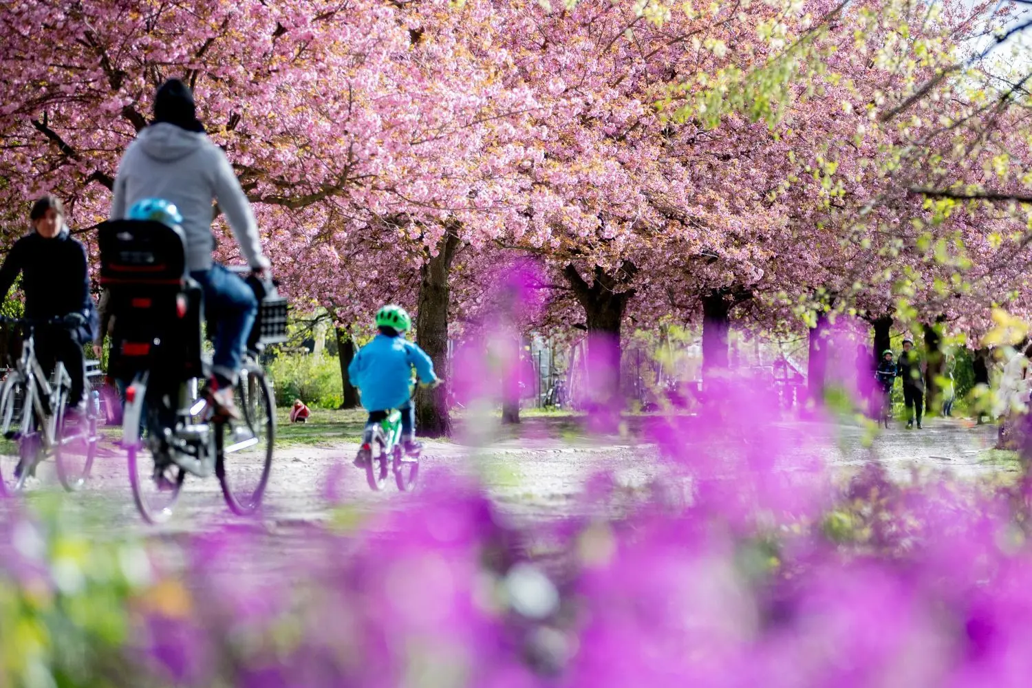 Zu Ostern blühen in Berlin nicht nur die Kirschbäume. Bei Ausflügen gibt es garade für Familien in der Stadt viele preiswerte bis kostenlose Angebote zu entdecken.