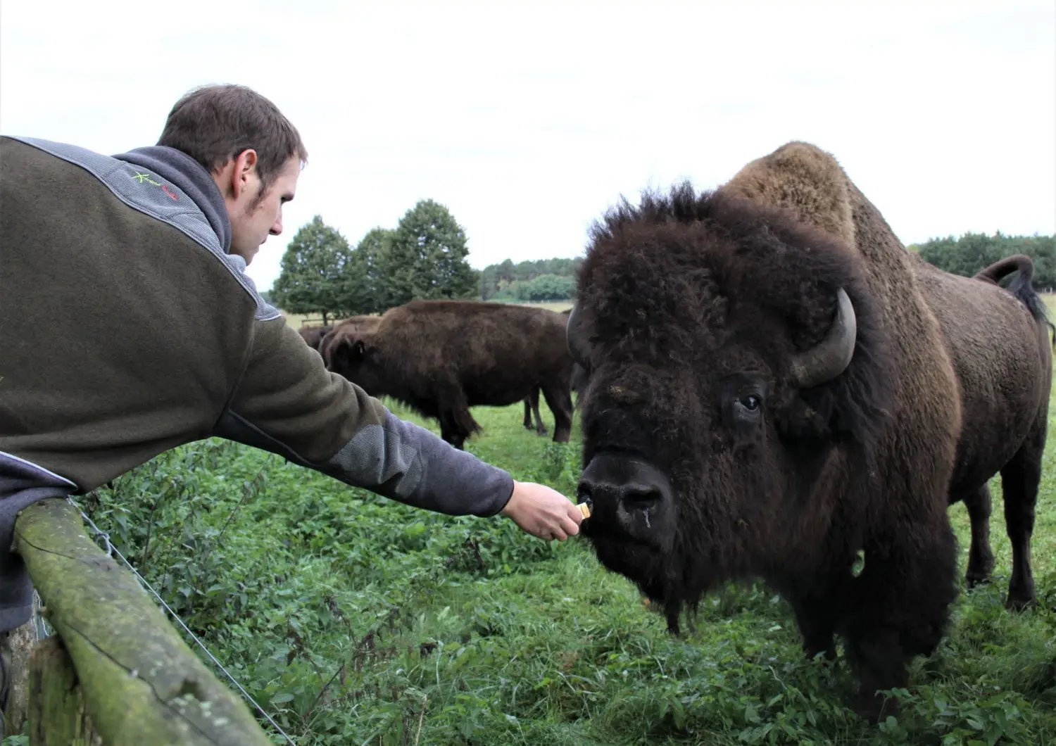 Die Bisons von der Wildtierfarm Krügersdorf: Geschäftsführer Sebastian Lerch hat das Vertrauen der Tiere gewonnen – Fremden gegenüber sind Tiere sehr misstrauisch und auch wehrhaft. Nicht zum Nachmachen empfohlen.