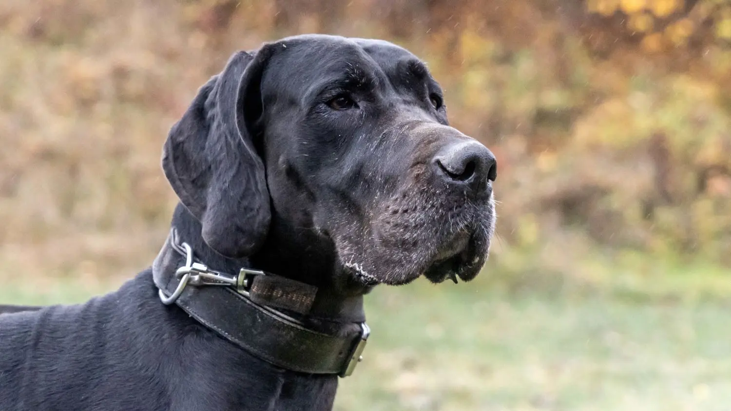 Sky ist eine dreijährige Deutsche Dogge und sucht ganz dringend ein neus Zuhause.