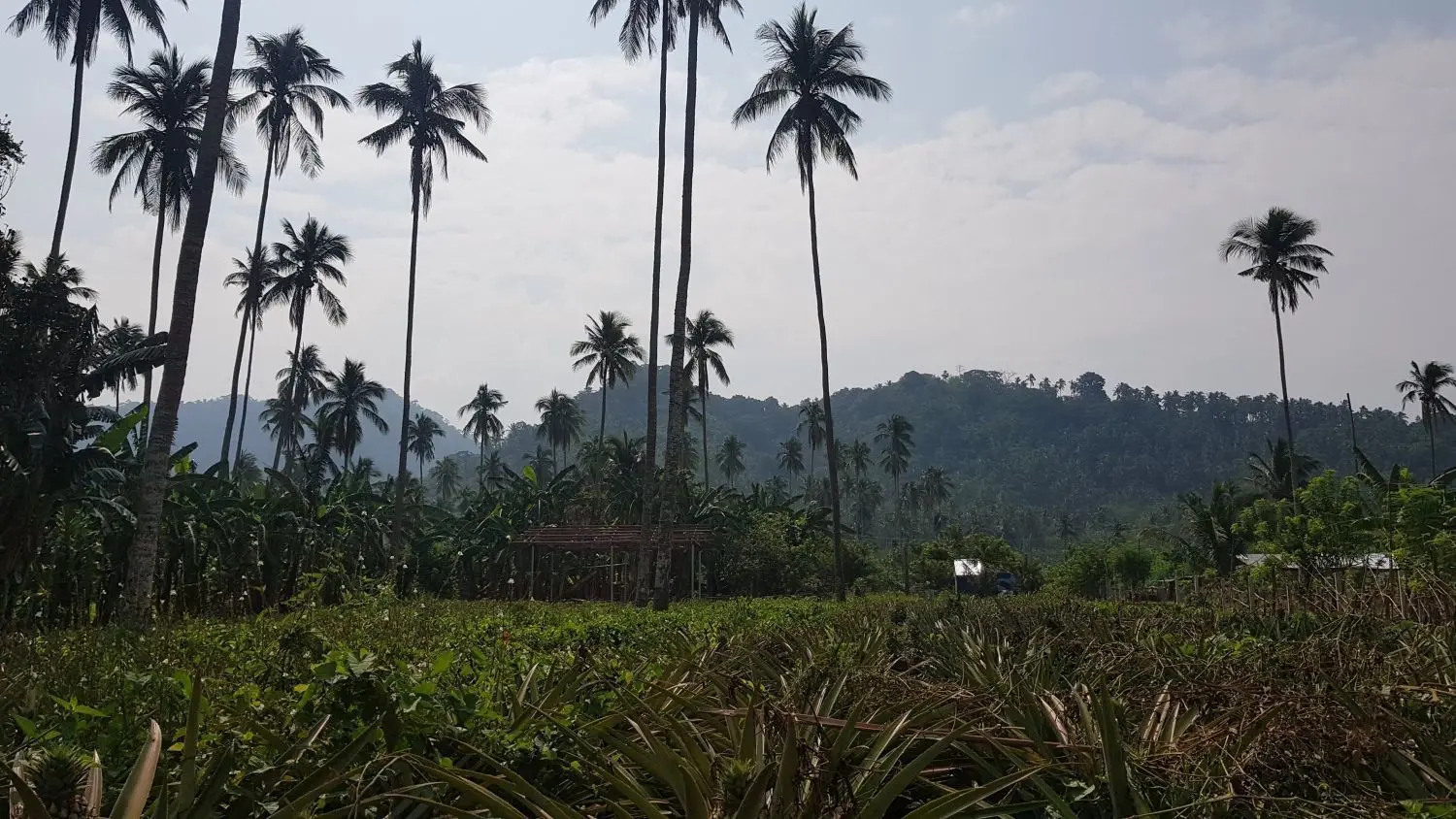 Ananas-Feld: Auf den Philippinen bauen vor allem Kleinbauern die Südfrucht an wie hier nahe der Stadt Calauan in der Provinz Laguna.