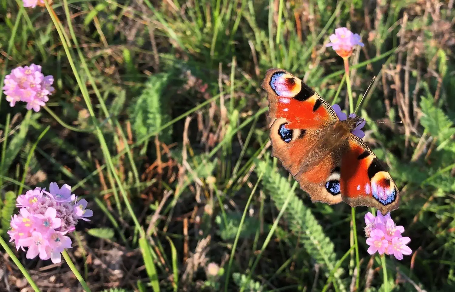 Natur pur: Schmetterlinge gibt es im Findlingspark Henzendorf zuhauf.