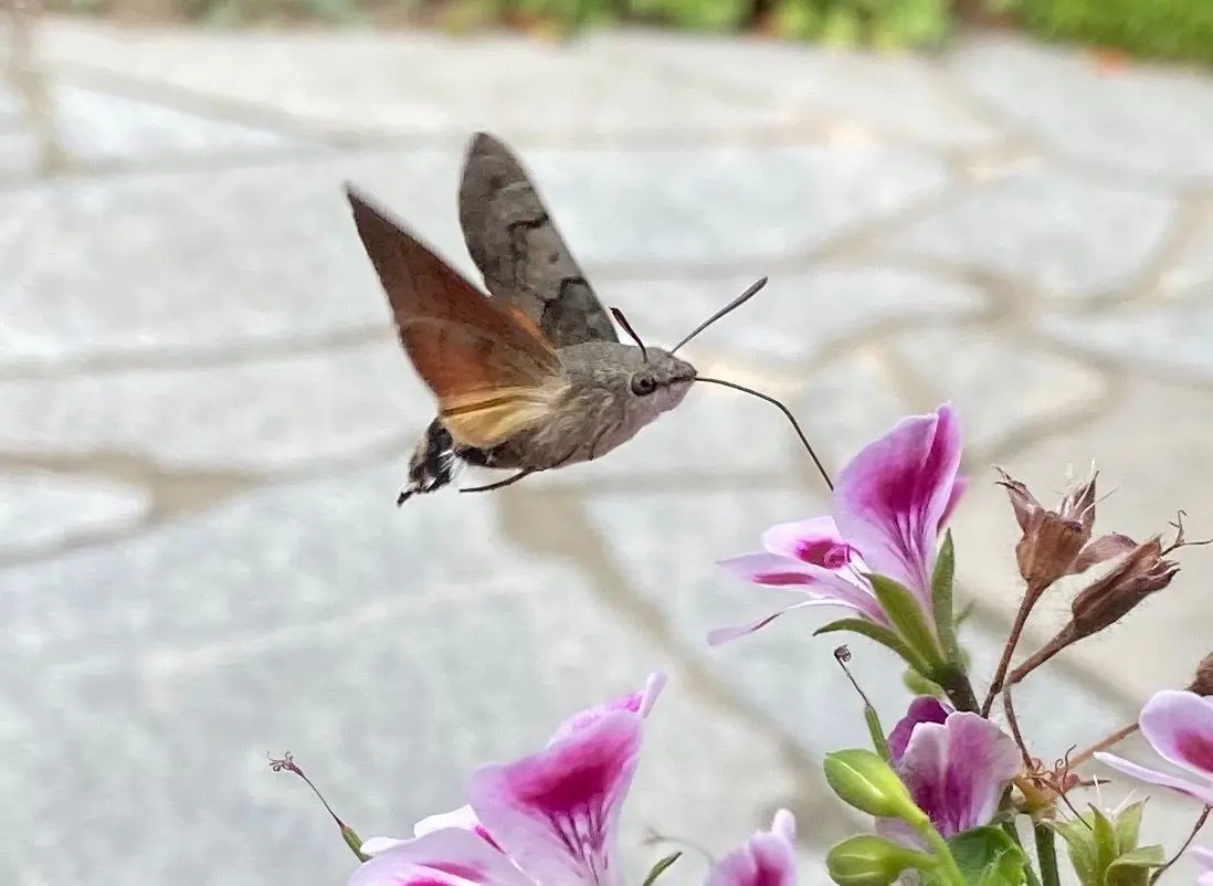 Taubenschwänzchen: Wie ein Kolibri mutet das Taubenschwänzchen an. Es ist in Brandenburg heimisch. Leser Frank Löchner hat ihn fotografiert.
