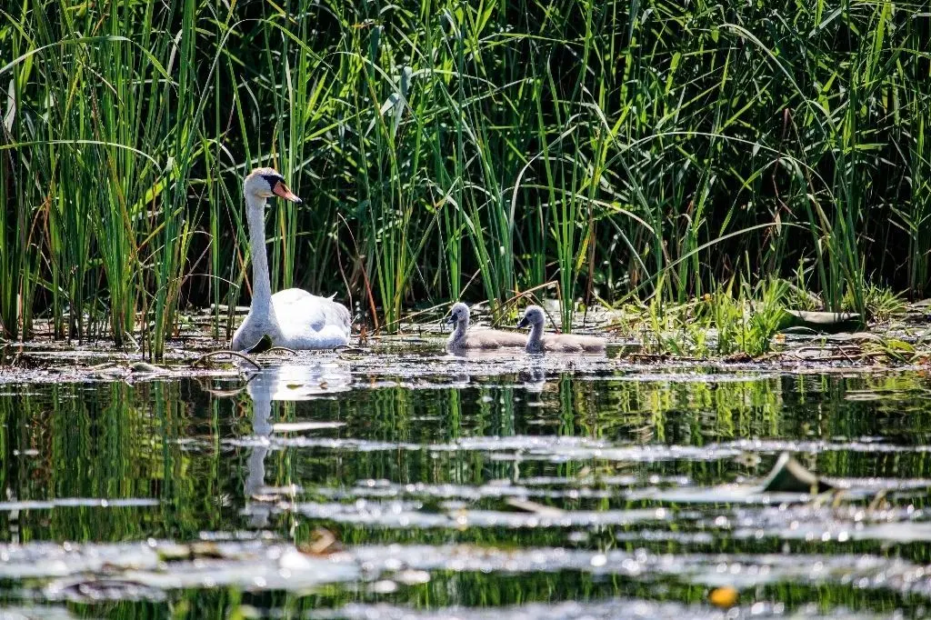 Sommerserie: Mit dem Kanu über den Oder-Havel-Kanal und durch das Schiffshebewerk Niederfinow.