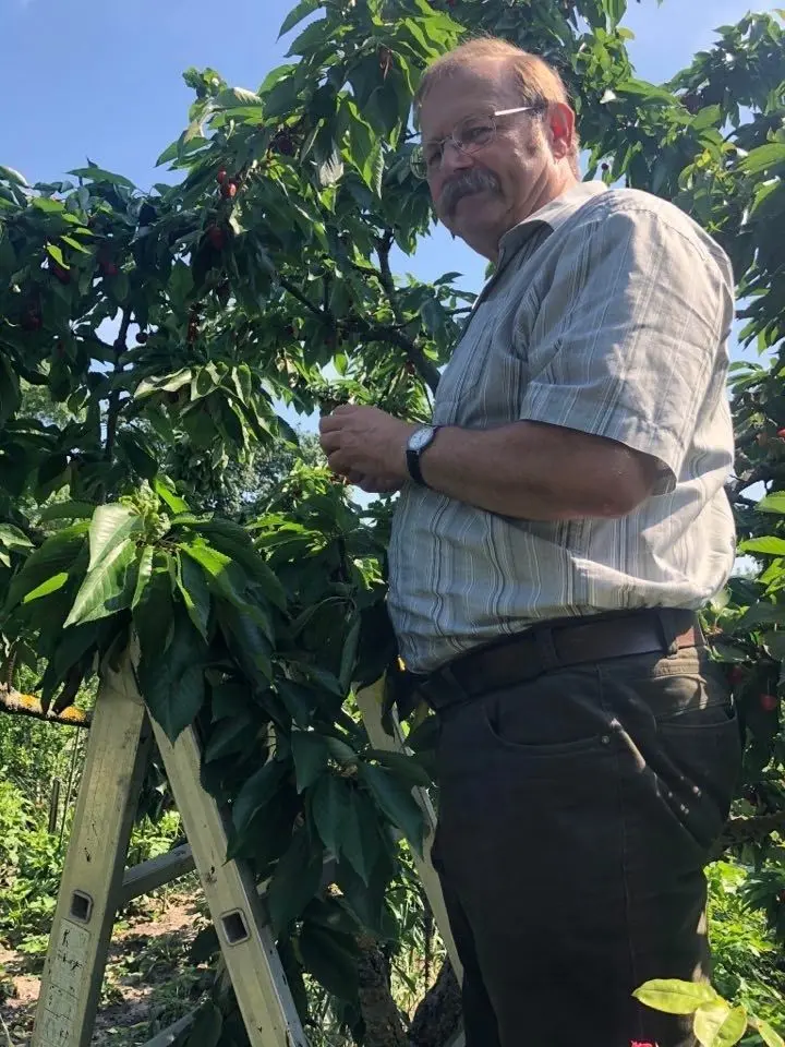 Ulrich Hoffmann, Vorstand der Kleingartensparte "Abendbrot" an seinem prächtigen Kirschbaum. Er trägt auch in diesem Jahr zahlreiche saftige Früchte.