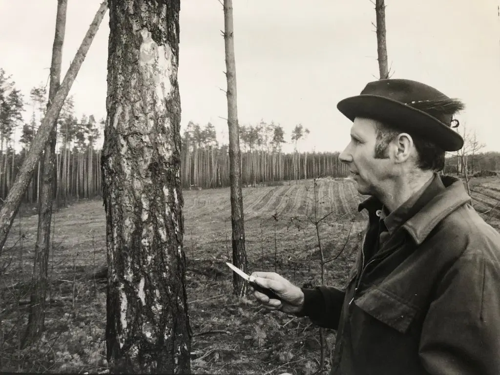 Die Dimensionen sind zu erkennen. Anschließend sorgte der Prachtkäfer, den Förster Dietrich von Grzymala hier sucht, für weitere Schäden. (In einer ersten Version haben wir den abgebildeten Förster Charwat genannt. Wir bitten um Entschuldigung.)