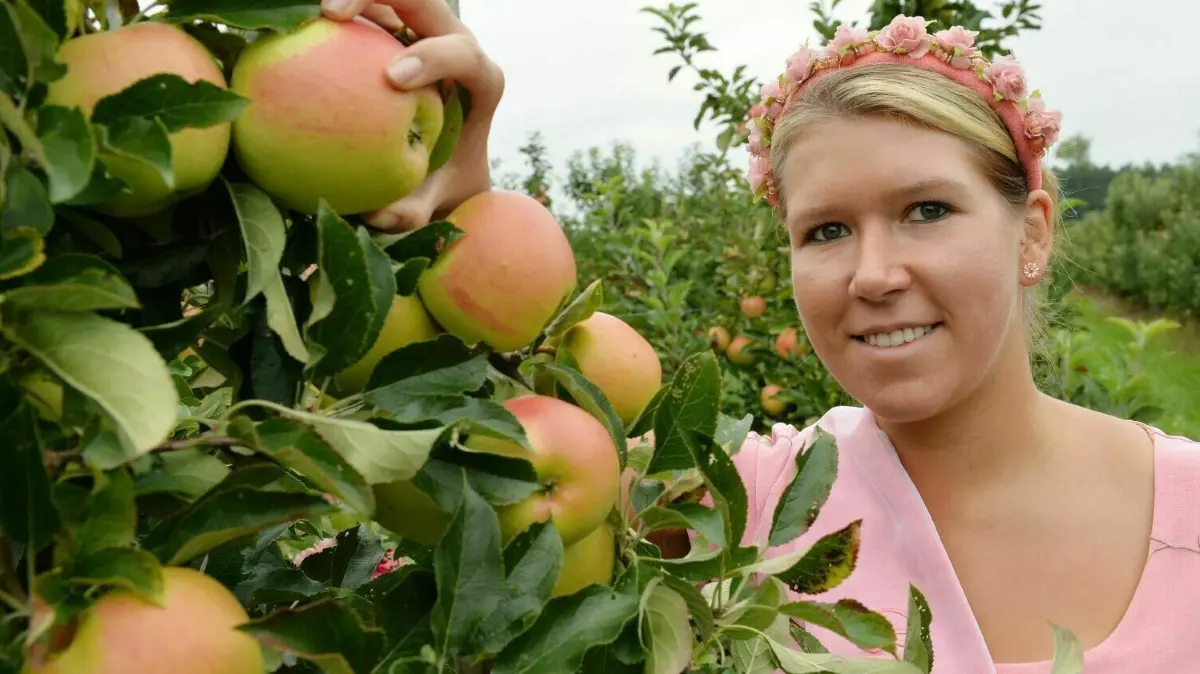 Franziska Barche wurde 2014 zur Baumblütenkönigin gekrönt.
Die Baumblütenkönigin Franziska Barche erntet am 01.09.2014 in Schmergow (Brandenburg) zum Start der Kernobsternte einen Apfel der Sorte Pirella. Die Märkische Obstbau GmbH Schmergow baut auf 78 Hektar Äpfel in 31 Sorten an. Foto: Bernd Settnik/dpa ++ +++ dpa-Bildfunk +++