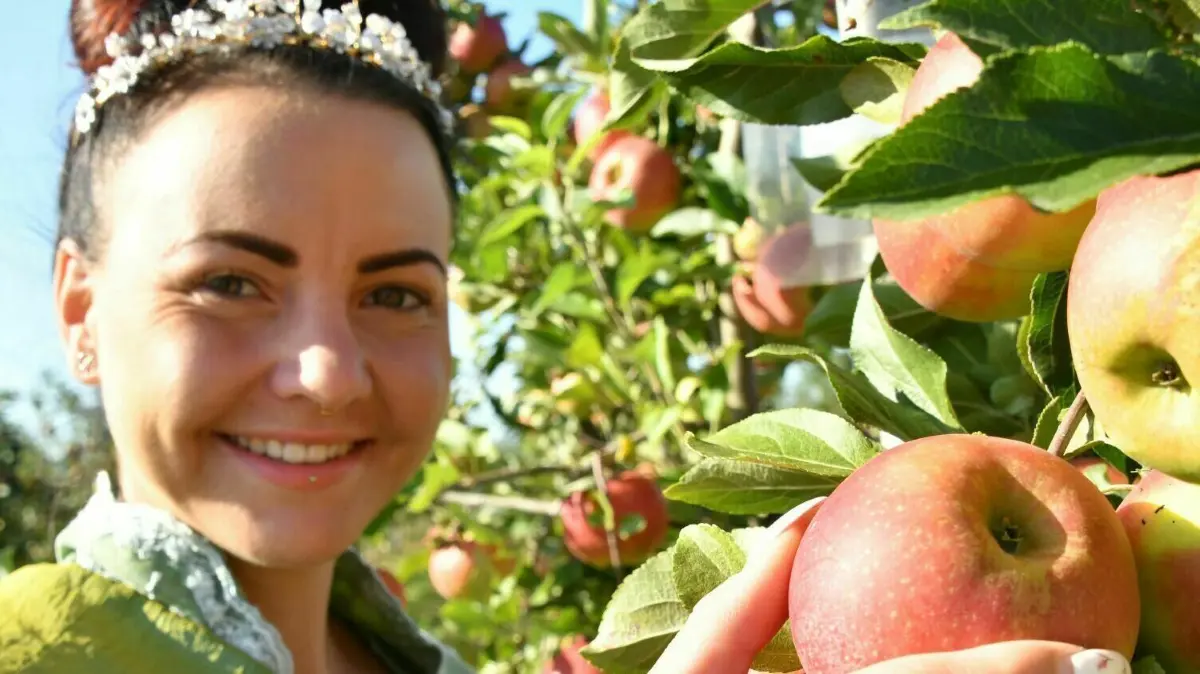 Die Baumblütenkönigin 2019 Madeleine Reichel erntet auf der Apfelplantage der Märkischen Obstbau GmbH einen Apfel der Sorte Elstar.
Die Baumblütenkönigin Madeleine Reichel erntet auf der Apfelplantage der Märkischen Obstbau GmbH einen Apfel der Sorte Elstar. Nach ersten Prognosen fällt die Brandenburger Apfelernte geringer als im Vorjahr aus.