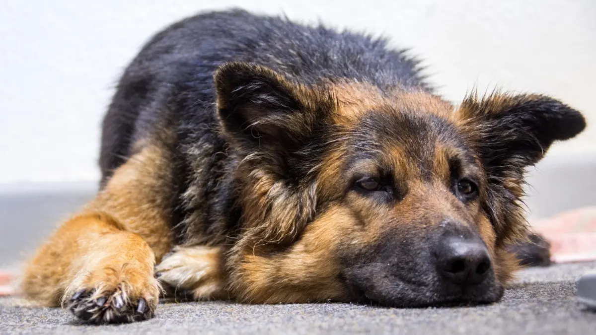Stimmt es, dass man älteren Hunden nichts mehr beibringen kann?
1. Ja, Hunde, die älter als ein Jahr sind, können nichts mehr lernen.
2. Ab einem Alter von ca. 5 Jahren kann ein Hund nichts Neues mehr lernen.
3. Nein, aber es ist einfacher schon mit einem Welpen zu üben, denn dann gewöhnt sich der Hund nicht erst etwas Falsches an.
4. Nein, da ein Welpe noch gar nichts lernen kann, sollte man mit der Erziehung erst beginnen, wenn der Hund ein Jahr alt ist.
13.03.2018, Mecklenburg-Vorpommern, Hiddensee: Der Schäferhund Maggie der Insel-Polizistin Dominik liegt im Dienstzimmer in Vitte auf der Ostseeinsel Hiddensee. Seit einem Jahr arbeitet Dominik als einzige Polizistin dort wo andere meistens Urlaub machen. Vor allem im Sommer, wenn Tausende Touristen auf die Insel strömen, gebe es mit Verkehrsdelikte, Ordnungswidrigkeiten oder auch kleinere Diebstähle eine Menge zu tun. (zu dpa-Korr «Einsame Insel Hiddensee? Insel-Polizistin kennt keine Langeweile» vom 19.03.2018) Foto: Jens Büttner/dpa-Zentralbild/dpa +++ dpa-Bildfunk +++