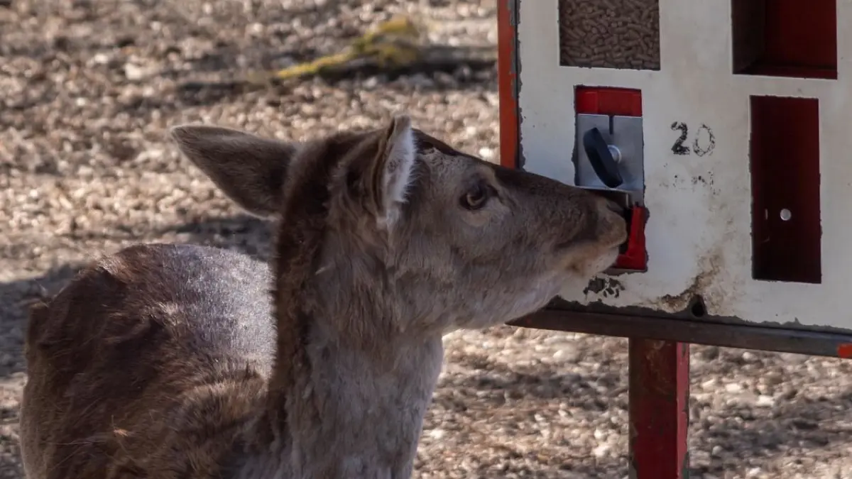 Der Tierpark war schon am Vormittag gut frequentiert. Sehr zur Freude des Damwilds, das erfolgreich um Leckereien aus dem Futterautomaten bettelte
Angermünde, 04.04.2021: Der Tierpark war schon am Vormittag gut frequentiert. Sehr zur Freude des Damwilds, das erfolgreich um Leckereien aus dem Futterautomaten bettelte