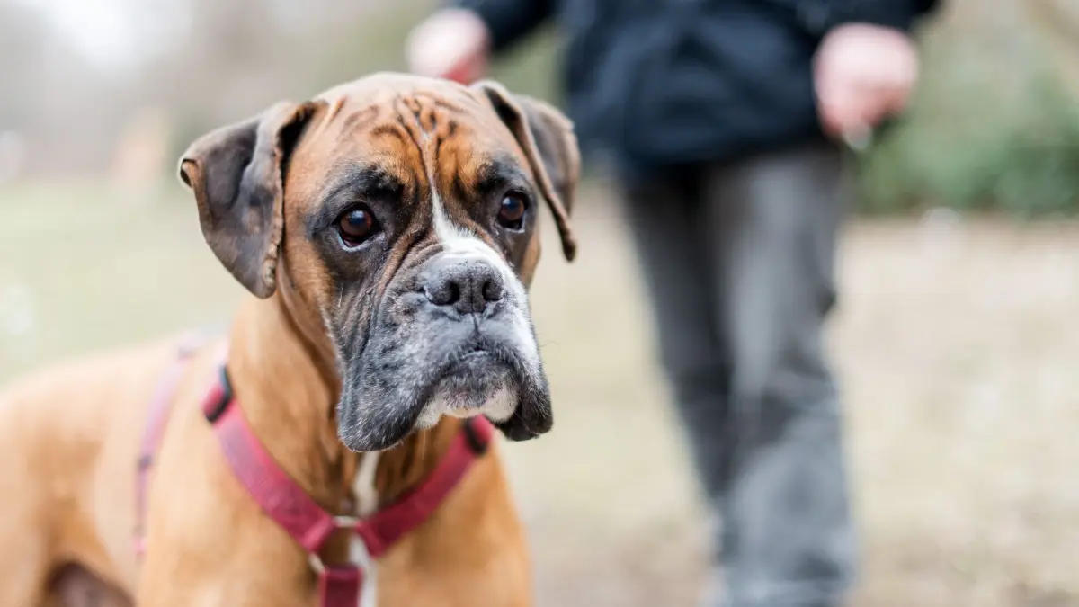 Beliebte Vierbeiner: Immer mehr Hunde leben in Berlin