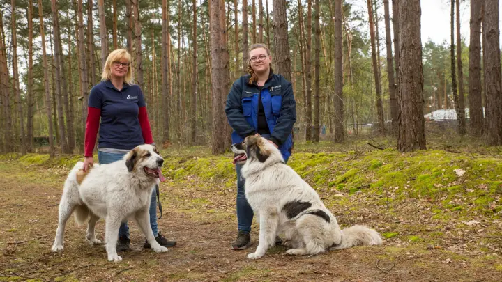 Hunde-Brüder Odin & Freki – zwei Riesen suchen ein Heim