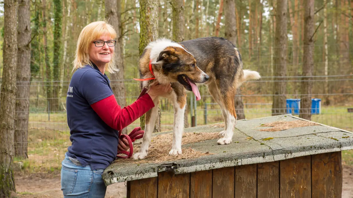 Hund Flash Tierheim Märkisch Buchholz