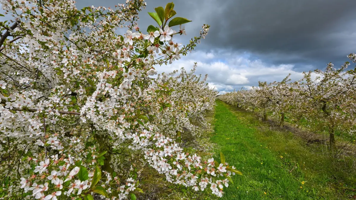 Baumblüte in Brandenburg — Wetter: ARCHIV - 17.04.2024, Brandenburg, Frankfurt (Oder): In voller Blüte stehen Kirschbäume in einer Obstplanage in Markendorf, einem Ortsteil von Frankfurt (Oder). Am westlichen Stadtrand von Frankfurt (Oder) befinden sich große Obstplantagen. (zu dpa: «Wechsel aus Sonne und Wolken am Sonntag - Frost in der Nacht») Foto: Patrick Pleul/dpa +++ dpa-Bildfunk +++