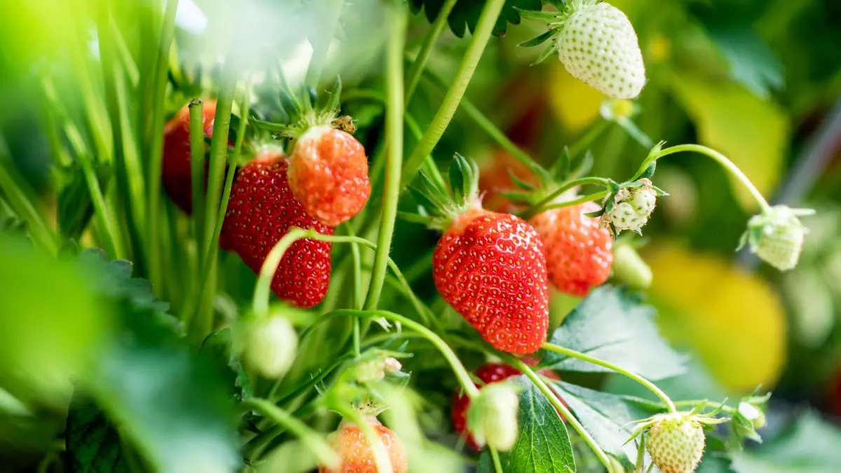 In Spandau können Ende Mai Erdbeeren gepflückt werden. Für Landwirte in Berlin und Brandenburg begann die Saison aber denkbar schlecht: mit Frost bei Blütenstand. (Symbolbild)