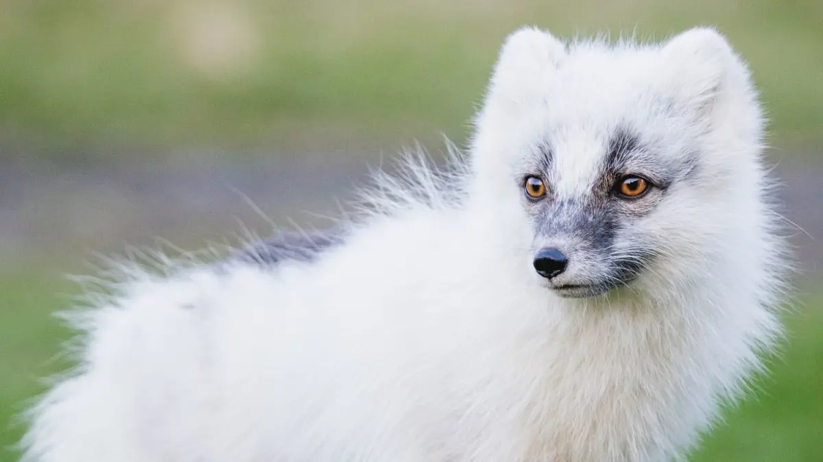 Wildes Island: Polarfüchse auf Hornstrandir beobachten: HANDOUT - Polarfuchs mit weißem Fell, wie man ihn sich allgemein hin vorstellt. (zu dpa: «Das wildere Island: Bei den Polarfüchsen auf Hornstrandir») Foto: Visit Iceland/Visit Iceland/dpa - Honorarfrei nur für Bezieher des dpa-Themendienstes +++ dpa-Themendienst +++